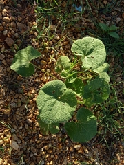 Alcea rugosa