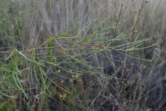 Acacia tenuissima