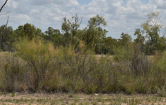 Acacia tenuissima