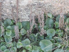Umbilicus rupestris