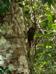 Xiphorhynchus flavigaster