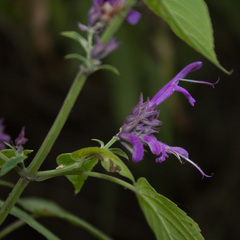Salvia purpurea