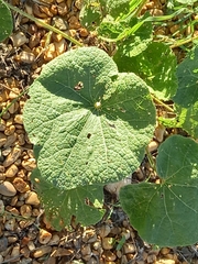 Alcea rugosa