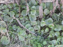 Umbilicus rupestris