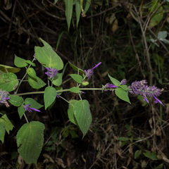 Salvia purpurea