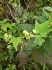 Sicyoeae