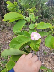 Eschweilera