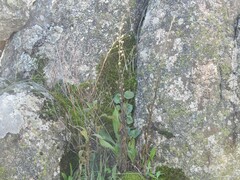 Umbilicus rupestris