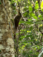 Xiphorhynchus flavigaster