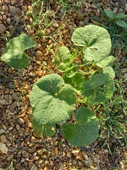Alcea rugosa