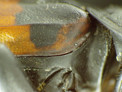 Nicrophorus hebes