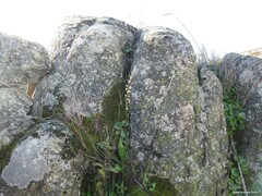 Umbilicus rupestris