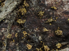 Physarum viride