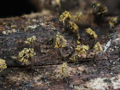 Physarum viride