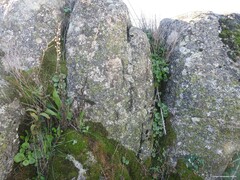 Umbilicus rupestris