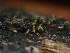 Physarum viride