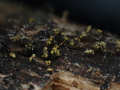 Physarum viride