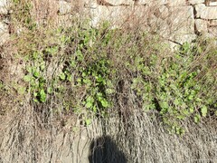 Rumex induratus