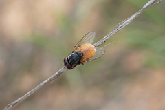 Musca ventrosa