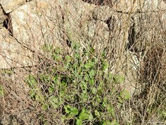 Rumex induratus