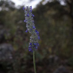 Salvia lavanduloides