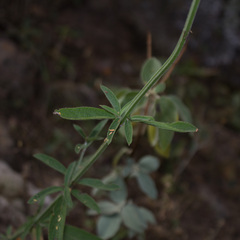 Salvia lavanduloides