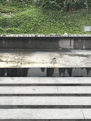 Nycticorax nycticorax