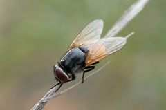Musca ventrosa