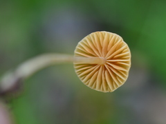 Galerina semilanceata