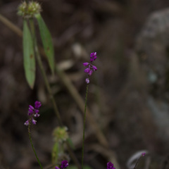 Polygala glochidiata