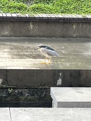 Nycticorax nycticorax