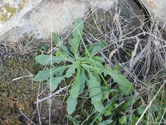 Andryala integrifolia