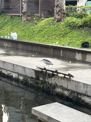 Nycticorax nycticorax