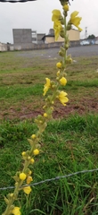 Verbascum boerhavii