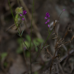Polygala glochidiata