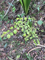 Fraxinus caroliniana