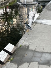 Nycticorax nycticorax