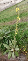 Verbascum boerhavii