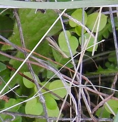 Stellaria media