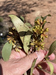 Eucalyptus calycogona trachybasis