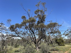 Eucalyptus calycogona trachybasis