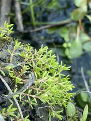 Crassula aquatica