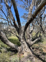 Eucalyptus calycogona trachybasis