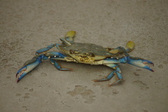 Callinectes arcuatus