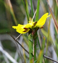 Hibbertia puberula