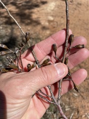 Eucalyptus calycogona trachybasis