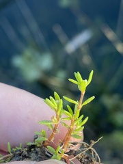 Crassula aquatica