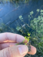 Crassula aquatica