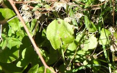 Rumex induratus