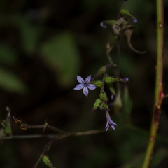 Plumbago pulchella